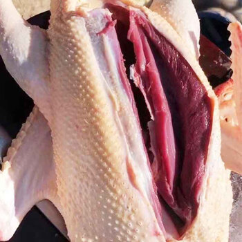 云舵超斤以上现杀鹅整只农村散养鹅新鲜鹅肉仔鹅雁鹅批发带箱2斤带斤