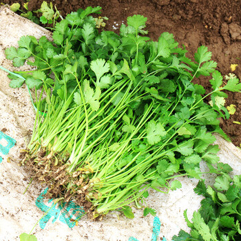 香菜芫荽胡荽盐荽香荽延荽满天星新鲜现摘1斤