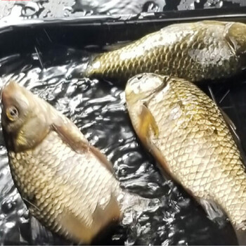 依圣棠土鲫鱼现杀新鲜小河鱼水产鲫鱼汤3斤装【图片 价格 品牌 报价】