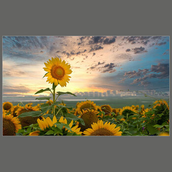 澳颜莱向日葵客厅餐厅风景装饰画现代美式自粘墙面贴画贴纸房间贴画