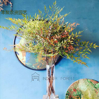 采缇火焰南天竹鲜切室内家居装饰绿植水养比日本吊钟马醉木长久90 100厘米 图片价格品牌报价 京东