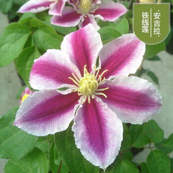 爬藤植物花苗大苗庭院花卉盆栽观花植物室内花重瓣铁线莲 安吉拉 30