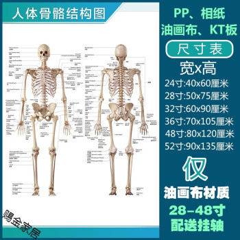 人體解剖彩色學骨骼結構圖神經肌肉五臟六腑淋巴示意解刨器官掛圖默認