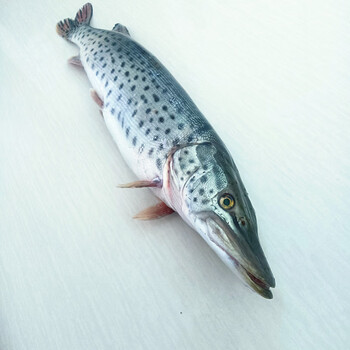 晨臻黑龙江特产纯江黑斑狗鱼冷水鱼乌苏里江天然鱼鲜活速冻发货 原味