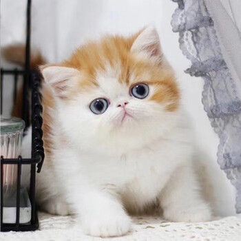 鹿凌青加菲猫幼猫纯种幼崽宠物猫红虎斑异国短毛猫波斯猫活体纯白可爱的 