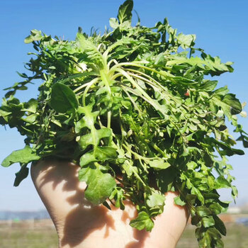 新鲜野菜荠荠菜新鲜白花荠菜现挖蔬菜北方野荠菜2斤