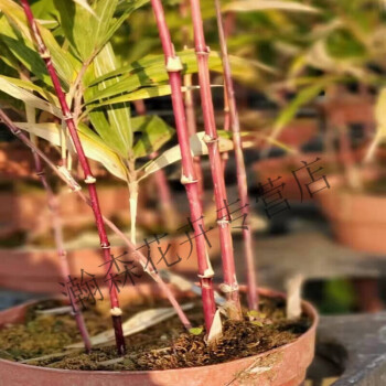 日本朱竹红竹红寒竹花叶寒竹绿植盆栽书房迷你桌面竹子有竹鞭 日本朱