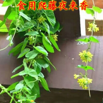 芳皓之睿藤本食用夜香花夜兰香苗夜来香花菜千里香夜兰花驱蚊植物盆栽1 5米高苗当年开花不含盆 图片价格品牌报价 京东