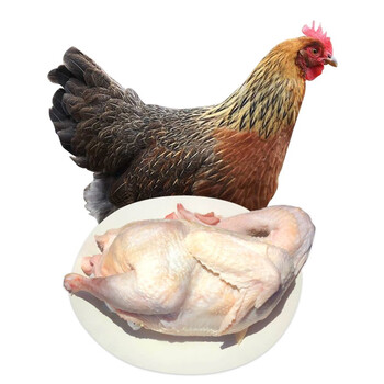 云依禾农庄 农家散养200天土鸡老母鸡柴鸡走地鸡 1kg/只