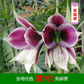 荷兰朱顶红种球单瓣超大带花花剑盆栽室内外花卉植物四季开花紫蝴蝶 买 15 16cm 图片价格品牌报价 京东 荷兰朱顶红种球单瓣超大带花花剑盆栽室内外花卉植物四季开花紫蝴蝶 买 15 16cm 图片价格品牌报价 京东