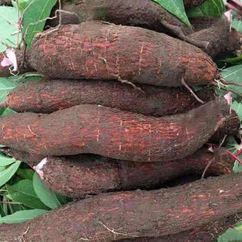 广西特产新鲜面包木薯1斤3510斤现挖红包白肉木薯粗粮番薯5斤装