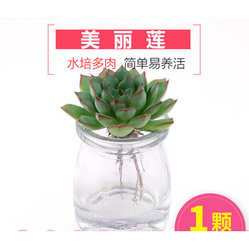 水培多肉植物套餐美丽莲 水培含盆 图片价格品牌报价 京东