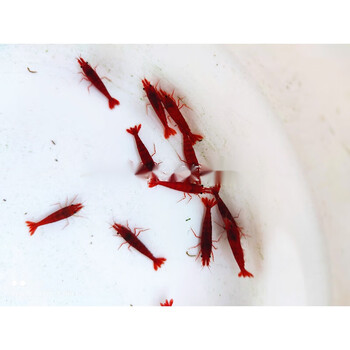 荣郁 血腥玛丽虾稀有酒红高端米虾宠物虾观赏虾清洁虾除藻虾草缸虾