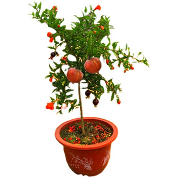 突尼斯软籽石榴树苗盆栽地栽无籽石榴苗特大南北方种植当年结果苗15年