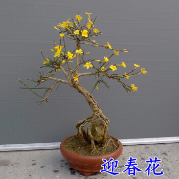 盆栽地栽迎春花苗迎春樹苗盆景迎春花探春花苗工程苗庭院綠化樹苗6年