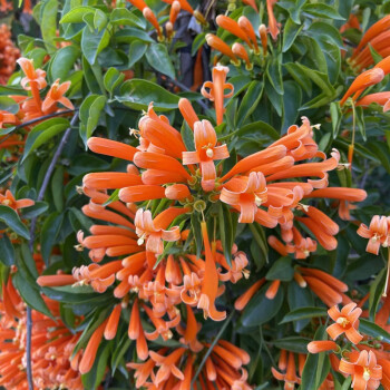 流彗炮仗花樹苗爬藤植物鞭炮花四季可種陽臺庭院垂吊攀援花卉藤本花