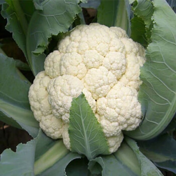 菜花新鲜现摘现发散花菜花椰菜花时令蔬菜白花菜2 3 5斤精选花菜5斤装 图片价格品牌报价 京东