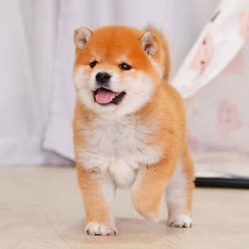 伊宠柴犬幼犬活体 系秋田犬纯种小逗柴 系赤柴中型犬柴犬大黄色忠犬