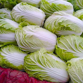 夏播黄心白菜西白4号炮弹型包心白菜种孑新夏阳早50袋装10克夏播白菜