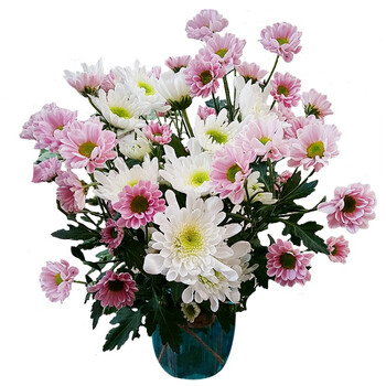 云南新鲜小雏菊鲜花迷你多头小菊花多色混搭速递家庭散装插花空运 "