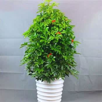 盆栽花卉植物鸭脚木观叶绿植鸭掌木花叶鸭脚木七叶莲吸毒王八方来财