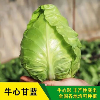 顏集卉牛心甘藍種子尖包菜捲心菜種子春秋播包頭菜庭院陽臺蔬菜種子