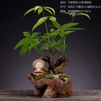发财树盆栽福建茶老桩盆景小叶榕树植物花卉绿植客厅室内桌面摆件h 千姿百态 心形发财树带盆栽好 图片价格品牌报价 京东