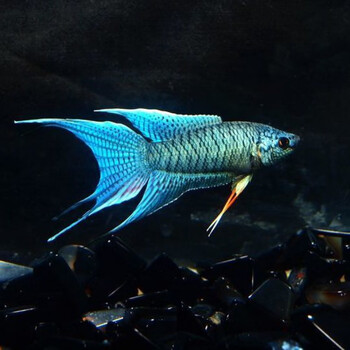 京选推荐中国斗鱼活闪光蓝系观赏小型鱼冷水好养包活包损不需打氧菩萨