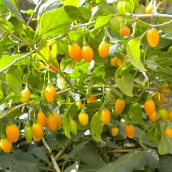 果树苗枸杞树苗宁夏枸杞黑枸杞红枸杞南方北方种植当年结果黄枸杞15年