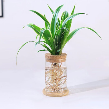伊贝雅yibeiya金边吊兰办公室桌面室内居家阳台绿植1015cm水培玻璃瓶