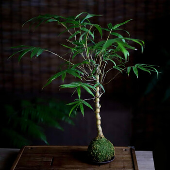素蜜日本进口小叶米竹四季常青清雅禅意迷你盆栽茶苔藓球金丝佛肚竹含