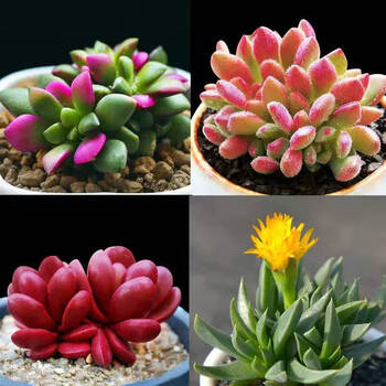 多肉老桩群生多头玉露紫米粒花卉绿植室内盆栽群生吹雪红唇克啦夫照波