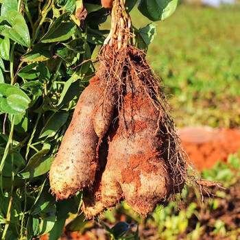 誉福园金秤砣山药云南特产正宗新鲜铁杆怀山淮山粉糯蔬菜2斤装