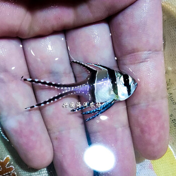 巴黎天使 泗水玫瑰红眼玫瑰燕鱼小鳍帆鱼天竺鲷小型海水鱼活体 巴黎