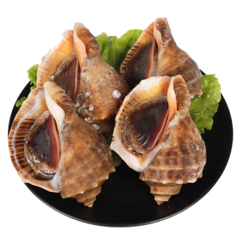 十里馋海螺鲜活速冻发货超大当天新鲜海鲜水产生鲜贝类花螺1斤装