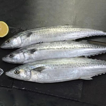 京尊达新鲜鲅鱼 海捕鲜活水产新鲜海鲜马鲛鱼深海鱼整条大鲅鱼海鱼 10