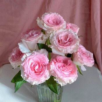 云醉花 洛神 20枝/扎 单头粉色玫瑰 a级