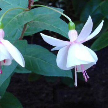 阳台重瓣倒挂金钟盆栽花卉绿植花苗灯笼花玫瑰海棠苗四季开花9nz米白