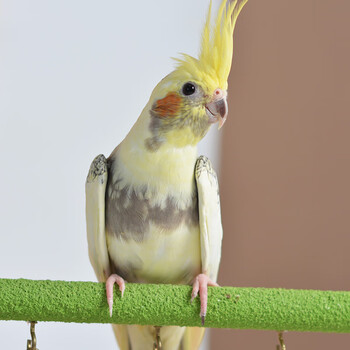 萌萌哒玄凤鹦鹉活鸟活物鸟粮鸟笼手养幼鸟活体虎皮雏鸟半毛人观赏宠物