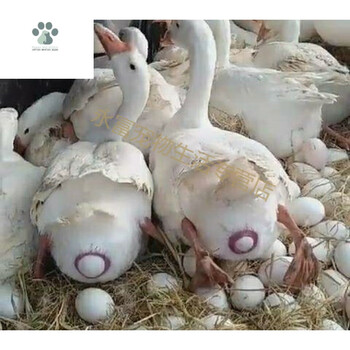 蛋鹅苗小种鹅活苗五龙鹅豁眼鹅百子鹅苗活体狮头鹅苗大种白鹅苗产蛋