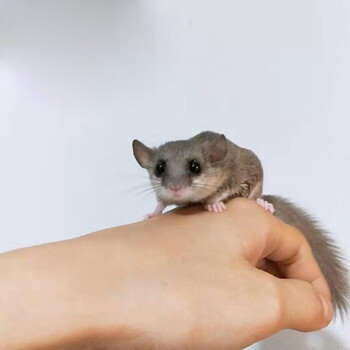 西班牙睡鼠活体幼崽拇指鼠宝宝小型宠物鼠睡鼠公