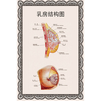 2019新品新款 女性乳房结构图矢状剖图胸部健康疾病针灸全身经络穴位
