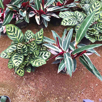 竹芋植物盆栽客厅办公室观叶水培好养室内花卉喜阴绿植 孔雀羽 凤凰羽