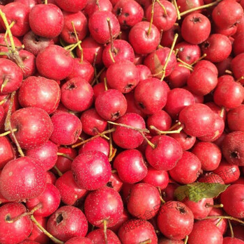 60山西绛县山楂鲜果新鲜现摘当季冰糖葫芦整箱食品定制礼包净重5斤