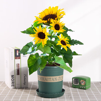 迈乐佳向日葵鲜花盆栽带花室内客厅花卉四季开花植物光辉岁月庭院小