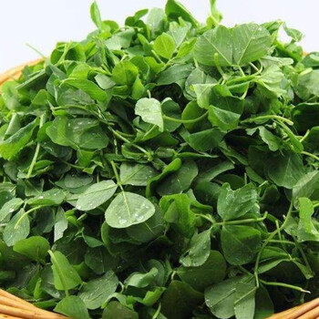 橙伯乐草头菜 新鲜金花菜 三叶菜 1000克
