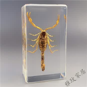 季肋(jilei) 新品 幼儿园真实动物昆虫树脂标本蟋蟀