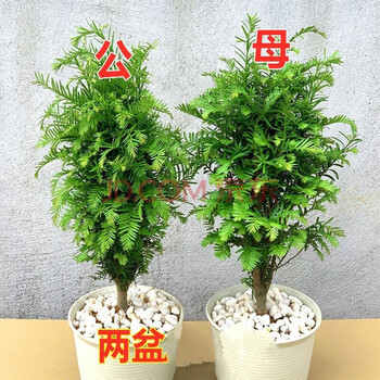 东北红豆杉 耐寒正宗东北红豆杉树大树绿植花卉盆栽盆景植物室内好养