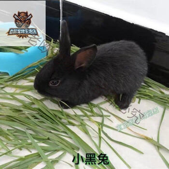 侏儒兔活体垂耳兔活体兔子活体小白兔种兔长不大茶杯兔宠物兔子 小黑