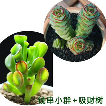 吸财树老桩吸财树肉肉植物筒叶花月多肉花小老桩超大株特大盆z5 吸财树 钱串子小群不含盆 图片价格品牌报价 京东